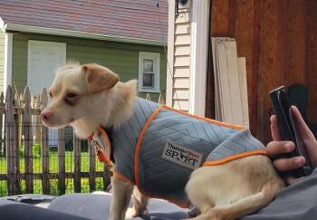 Tansie -  Mixed Breed Dog for Adoption in Taycheedah, Wisconsin - Tansie | PetCurious
