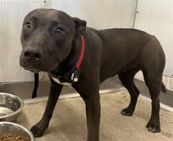 KAT -  Pit Bull Terrier and Mixed Breed Dog for Adoption in San Bernardino, California - KAT | PetCurious