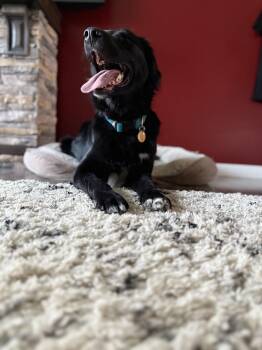 Trouble -  Australian Shepherd and Black Labrador Retriever Dog for Adoption in Winnipeg, Manitoba - Trouble | PetCurious