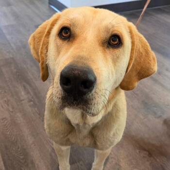 Peaches -  Labrador Retriever and Great Pyrenees Dog for Adoption in Gloucester, Virginia - Peaches | PetCurious