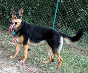 Lottie -  Shepherd Dog for Adoption in Little Rock, Arkansas - Lottie | PetCurious