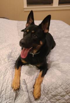 Australian Kelpie Dogs Available for Adoption - Dora | PetCurious