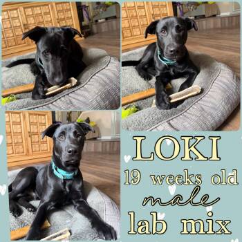 Black Labrador Retriever Dogs Available for Adoption in Grantville, Pennsylvania - Loki | PetCurious