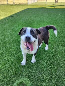 Pit Bull Terrier and Mixed Breed Dogs Available for Adoption in Jackson, Tennessee - Kingston | PetCurious