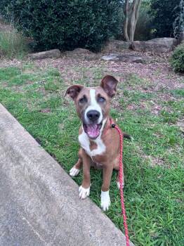 Maxwell -  Shepherd Dog for Adoption in Little Rock, Arkansas - Maxwell | PetCurious