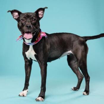 Mixed Breed Dogs Available for Adoption in Atlanta, Georgia - Twyla | PetCurious