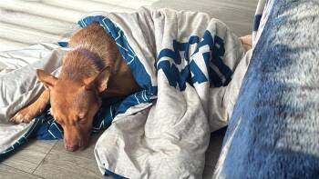 Prism (AVAILABLE 7/20) -  Shepherd Dog for Adoption in Leverett, Massachusetts - Prism (AVAILABLE 7/20) | PetCurious