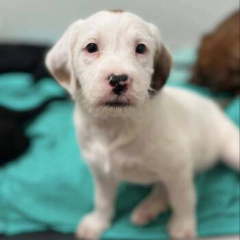Belle -  Spaniel and Retriever Dog for Adoption in Bardonia, New York - Belle | PetCurious
