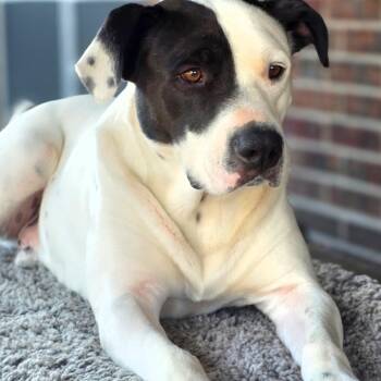 Chance -  American Staffordshire Terrier Dog for Adoption in Brookeville, Maryland - Chance | PetCurious