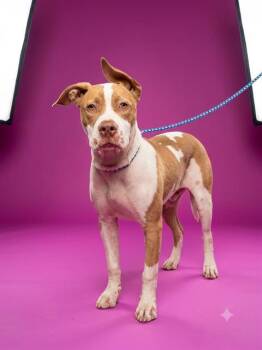 JILL -  Mixed Breed Dog for Adoption in Jacksonville, Florida - JILL | PetCurious