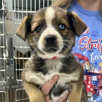 Australian Shepherd and Australian Cattle Dog Blue Heeler Dogs Available for Adoption in Sioux City, Iowa - Tootsie | PetCurious