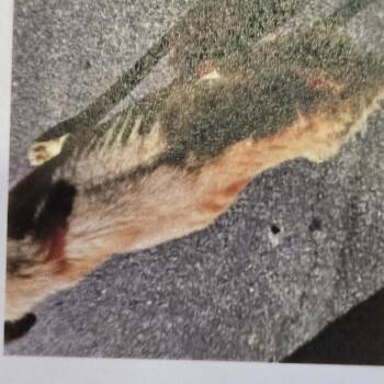 Anatolian Shepherd and Cattle Dog Dogs Available for Adoption in Smithfield, North Carolina - Valerie | PetCurious