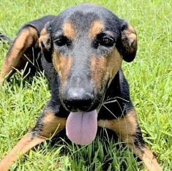 COFFEE -  Doberman Pinscher and Mixed Breed Dog for Adoption in Houston, Texas - COFFEE | PetCurious