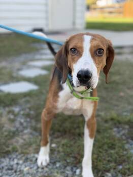 Waylon -  Hound Dog for Adoption in Gloucester, Virginia - Waylon | PetCurious