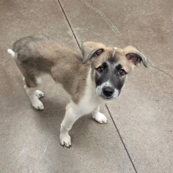 Smokey Bones -  Great Pyrenees Dog for Adoption in Chattanooga, Tennessee - Smokey Bones | PetCurious