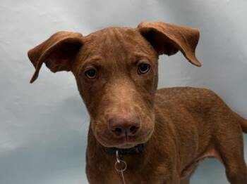 Prince -  Labrador Retriever and Mixed Breed Dog for Adoption in Golden Valley, Minnesota - Prince | PetCurious