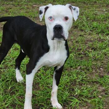 Rescue American Bulldog Dogs for Adoption in Natchitoches, Louisiana - Mac McElwee | PetCurious