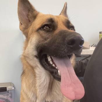 Rescue German Shepherd Dog Dogs for Adoption in Mishawaka, Indiana - Hin | PetCurious