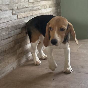 WG6 6399 -  Beagle Dog for Adoption in Loxahatchee Groves, Florida - WG6 6399 | PetCurious