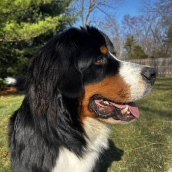 Bernese Mountain Dog Dogs Available for Adoption in Cincinnati, Ohio - Max | PetCurious