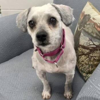 Mixed Breed Dogs Available for Adoption - Tarzan | PetCurious