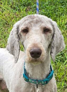 Lady -  Sheepadoodle Dog for Adoption in Newport, Tennessee - Lady | PetCurious