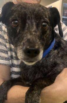 Kado - 1 -  Chihuahua and Mixed Breed Dog for Adoption in Daytona Beach, Florida - Kado - 1 | PetCurious