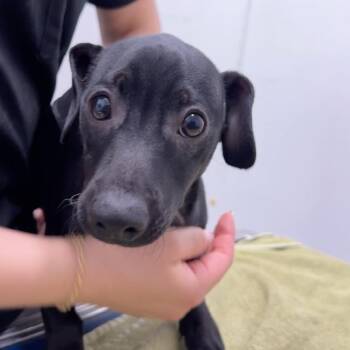 Peter -  Dachshund Dog for Adoption in Chico, California - Peter | PetCurious