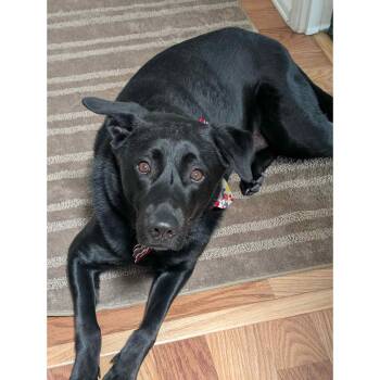 Rescue Labrador Retriever and Shepherd Dogs for Adoption in Boulder, Colorado - Shadow | PetCurious