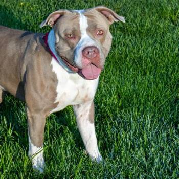 GRAVY -  Pit Bull Terrier Dog for Adoption in St. Louis, Missouri - GRAVY | PetCurious