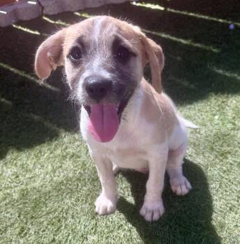 Antonia -  Terrier Dog for Adoption in El Cajon, California - Antonia | PetCurious