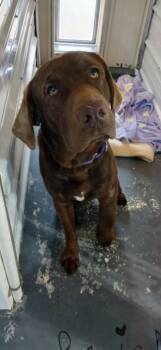 Labrador Retriever Dogs Available for Adoption in Crocker, Missouri - Chestnut | PetCurious