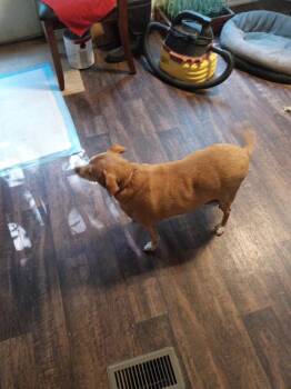 Baby -  Mixed Breed and Chihuahua Dog for Adoption in Chattanooga, Tennessee - Baby | PetCurious