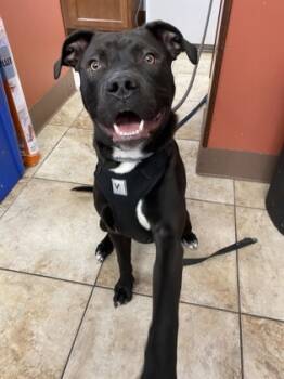 Rescue Mixed Breed Dogs for Adoption in Cincinnati, Ohio - Garbanzo | PetCurious