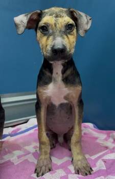 RAFIKI -  Labrador Retriever and Mixed Breed Dog for Adoption in Conroe, Texas - RAFIKI | PetCurious