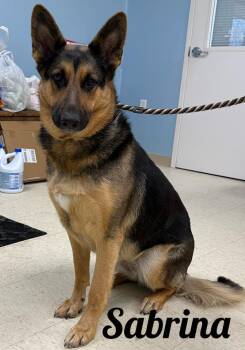 German Shepherd Dog Dogs Available for Adoption - Sabrina | PetCurious