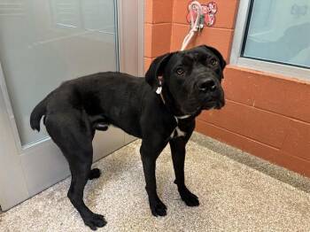 TONKA -  Cane Corso and Pit Bull Terrier Dog for Adoption in Pueblo, Colorado - TONKA | PetCurious