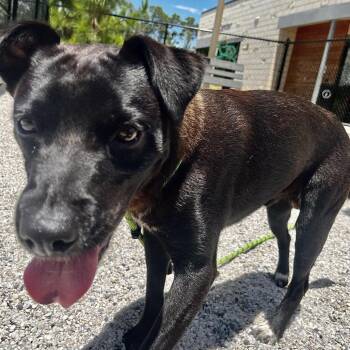 Sammy -  Mixed Breed Dog for Adoption in Englewood, Florida - Sammy | PetCurious