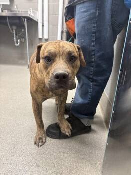 DANTE -  Pit Bull Terrier Dog Available for Adoption in Las Vegas, Nevada - DANTE | PetCurious