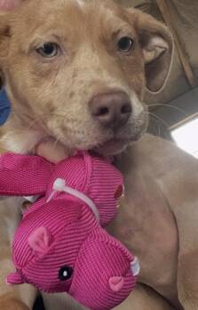 Border Collie and Pit Bull Terrier Dogs Available for Adoption in Hartwell, Georgia - Heidi | PetCurious