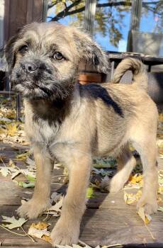 Rescue Pug and Aussiedoodle Dogs for Adoption in Shakopee, Minnesota - Kitkat | PetCurious