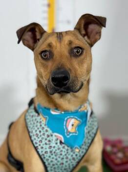 Mike-One of our Amazing Rescue Dogs -  Rhodesian Ridgeback and Labrador Retriever Dog for Adoption in Carlsbad, California - Mike-One Of Our Amazing Rescue Dogs | PetCurious