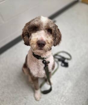 Valley -  Bernese Mountain Dog and Poodle Dog for Adoption in Washington, District Of Columbia - Valley | PetCurious
