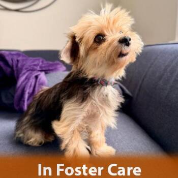 Gigi the Senior! -  Yorkshire Terrier Dog for Adoption in Burlingame, California - Gigi The Senior! | PetCurious