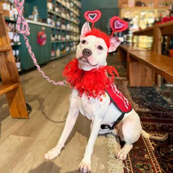 Pit Bull Terrier Dogs Available for Adoption - Breezy | PetCurious