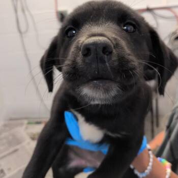 Apple Fritter -  Labrador Retriever and Collie Dog for Adoption in Hattiesburg, Mississippi - Apple Fritter | PetCurious