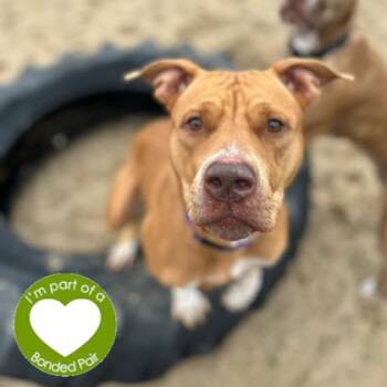 Rescue Mixed Breed Dogs for Adoption in Janesville, Wisconsin - Sunadae | PetCurious