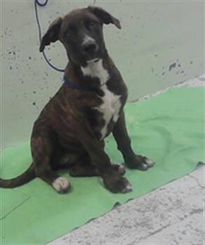 EGYPT -  German Shepherd Dog and Mixed Breed Dog for Adoption in Houston, Texas - EGYPT | PetCurious