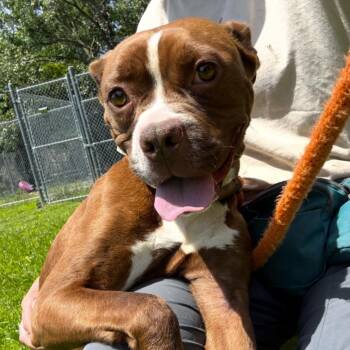 Gossamer -  Pit Bull Terrier Dog for Adoption in Naperville, Illinois - Gossamer | PetCurious