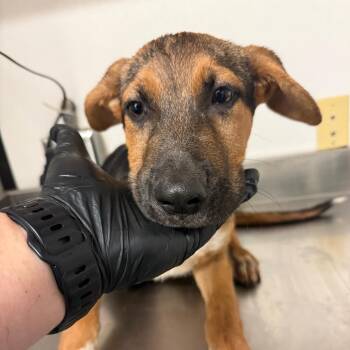 Mixed Breed Dogs Available for Adoption - Monroe | PetCurious